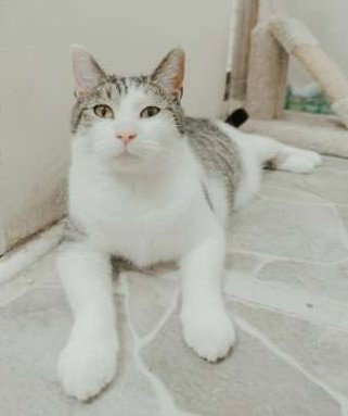REED - Tabby / Domestic Short Hair available for adoption