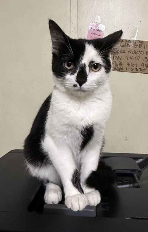 Hougi, an adoptable Domestic Short Hair in Attalka, AL