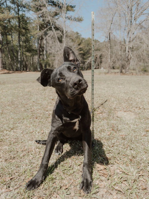 picture of the dog needing adoption