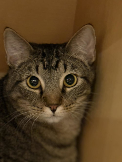 Leo, an adoptable Domestic Short Hair in Attalka, AL