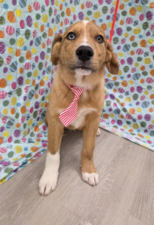 Oren, an adoptable Australian Shepherd in Attalka, AL