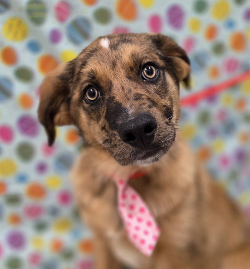 Paddy, an adoptable Australian Shepherd in Attalka, AL