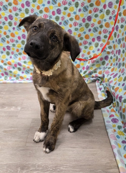 Lumi, an adoptable Belgian Shepherd Malinois in Attalka, AL
