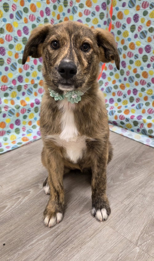 Yuki, an adoptable Belgian Shepherd Malinois in Attalka, AL