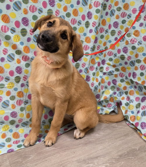 Winter, an adoptable Golden Retriever in Attalka, AL