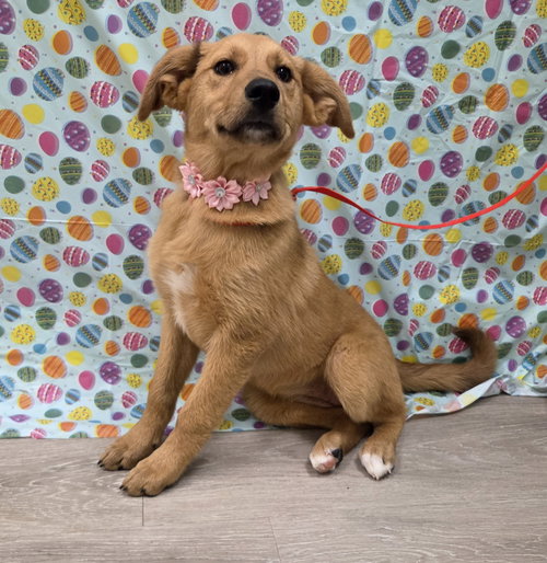 Erin, an adoptable Golden Retriever in Attalka, AL
