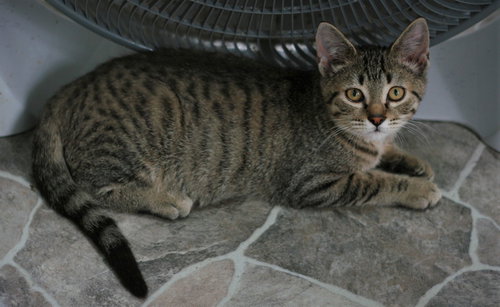 Chowder, Adult Domestic Short Hair / Tabby / Mixed (short coat), cat for adoption in Attalka, Alabama