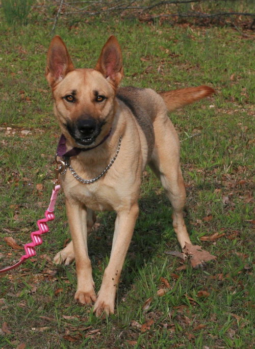 picture of the dog needing adoption