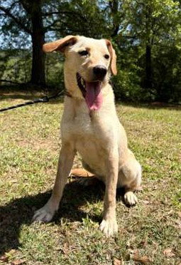 Coosa