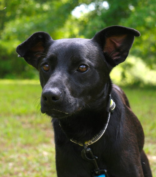 Onyx, an adoptable Australian Kelpie in Attalka, AL