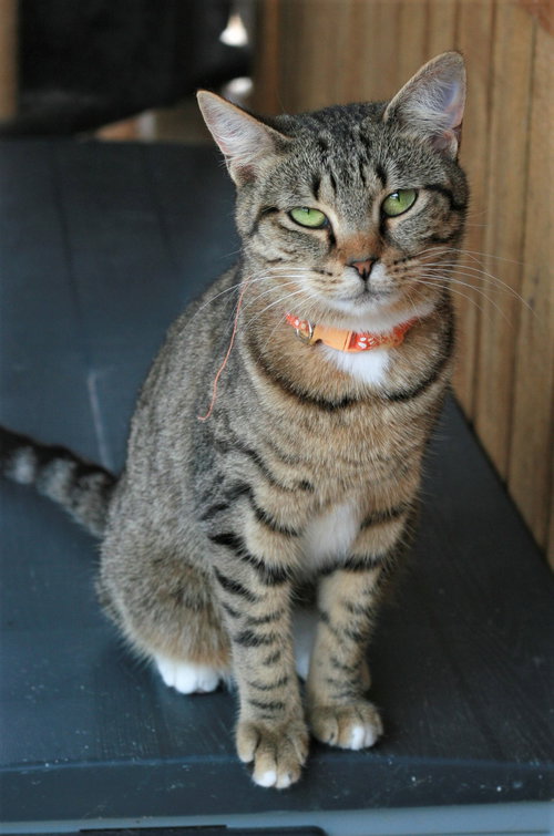 Stevella, Adult Domestic Short Hair / Tabby / Mixed (short coat), cat for adoption in Attalka, Alabama