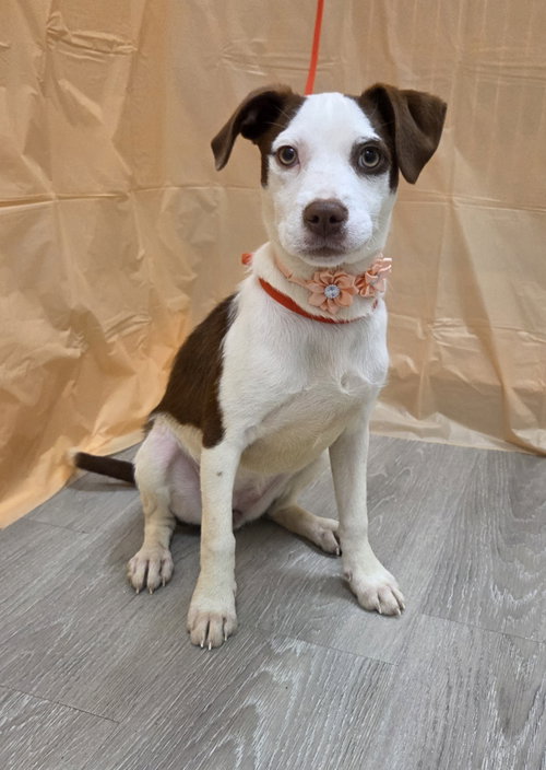 Organa, an adoptable Beagle in Attalka, AL