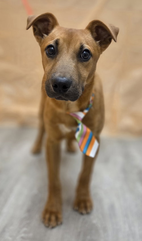 Po, an adoptable Jack Russell Terrier in Attalka, AL