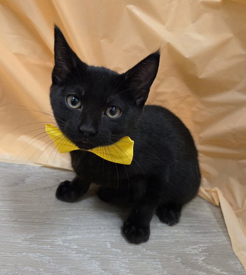 Night, Baby Domestic Short Hair / Bombay / Mixed (short coat), cat for adoption in Attalka, Alabama