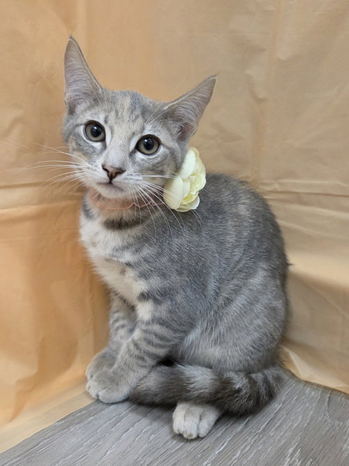 Time, Baby Domestic Short Hair / Tabby / Mixed (short coat), cat for adoption in Attalka, Alabama