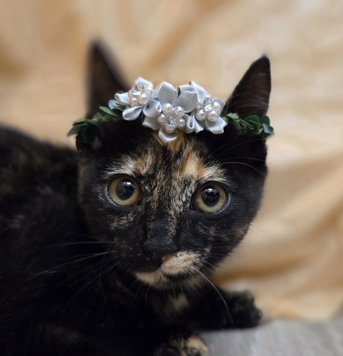 Orange, Baby Domestic Short Hair / Tortoiseshell / Mixed (short coat), cat for adoption in Attalka, Alabama