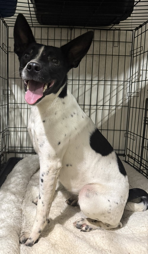 Birdie, an adoptable Fox Terrier in Attalka, AL