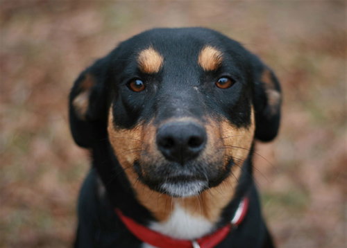 Bubbles, an adoptable Greater Swiss Mountain Dog in Attalka, AL