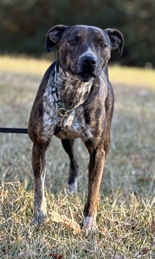 Mary Ellen, an adoptable Mountain Cur in Attalka, AL