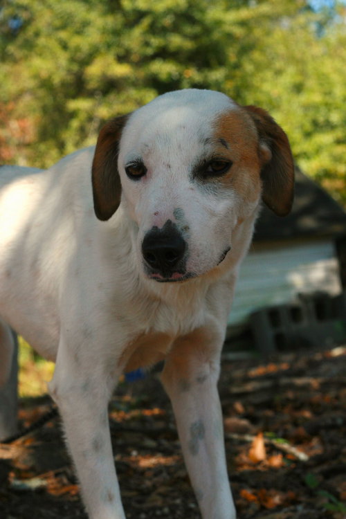 DJ, an adoptable Greyhound in Attalka, AL