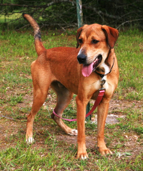 Oscar, an adoptable Labrador Retriever in Attalka, AL