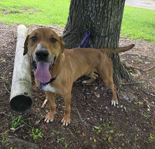 Oscar, an adoptable Labrador Retriever in Attalka, AL