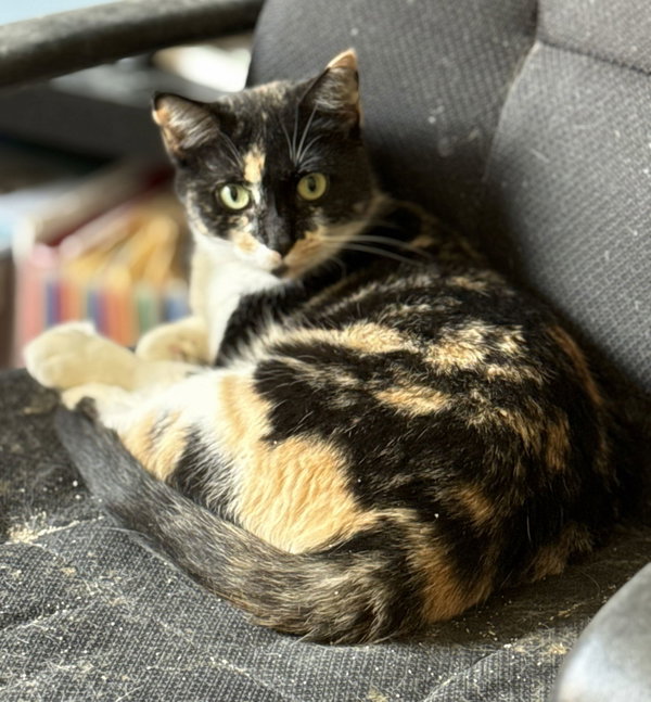 Willow