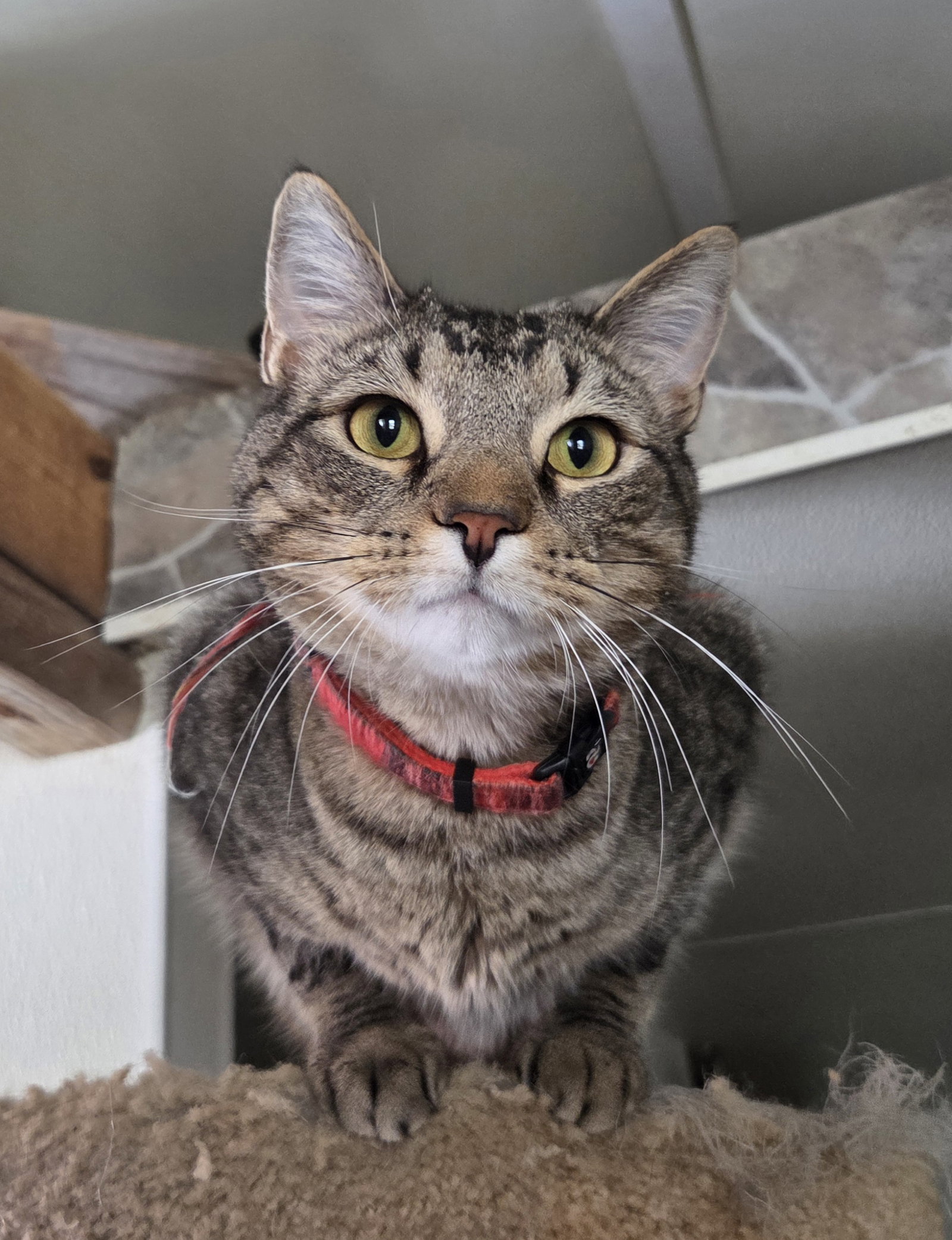 Leo