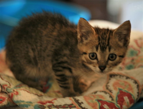 Chowder photo 6