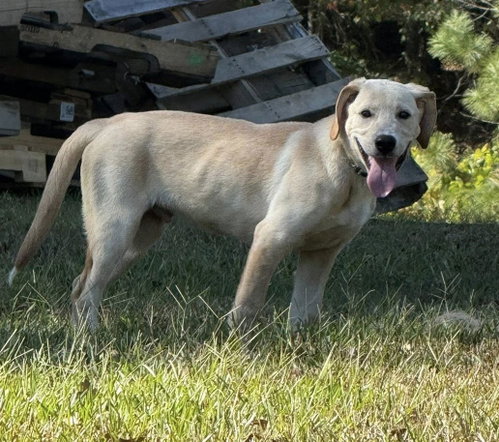 Coosa photo 5