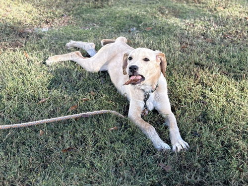 Coosa photo 7