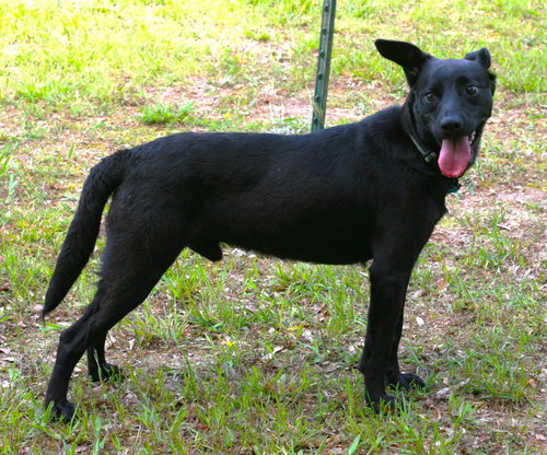 Onyx photo 3