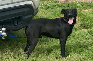 Onyx photo 6