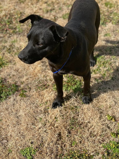 Onyx photo 7