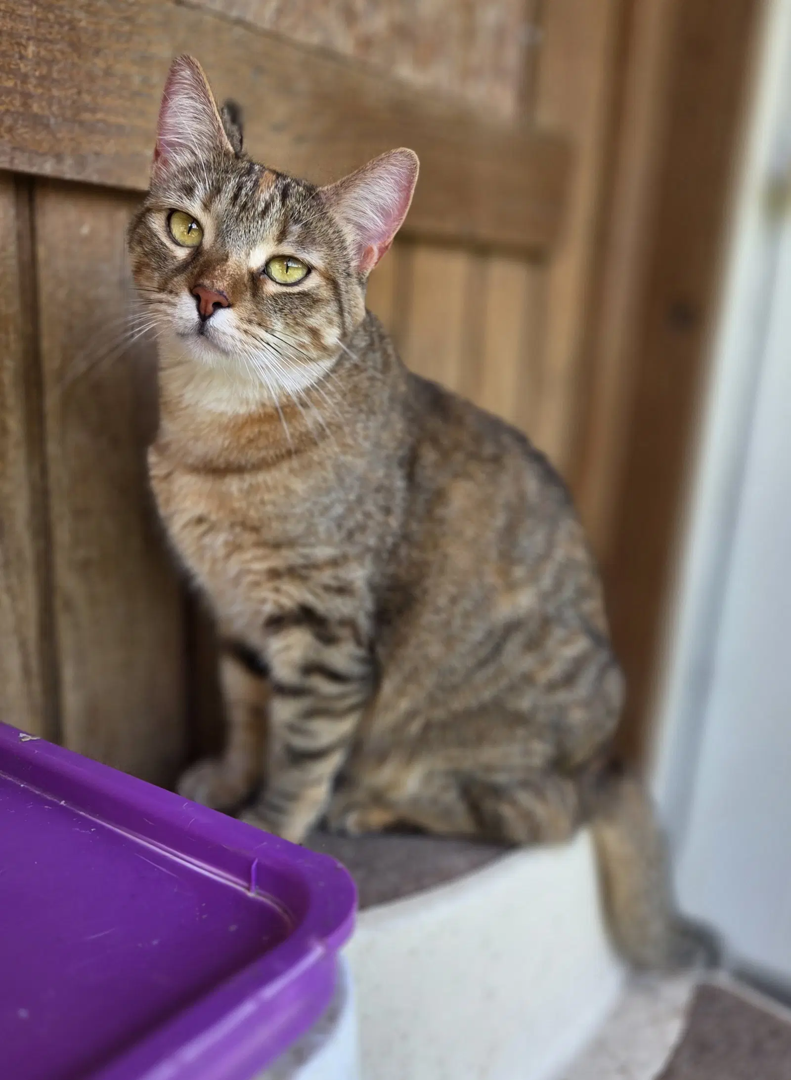 Scarlette - Domestic Short Hair