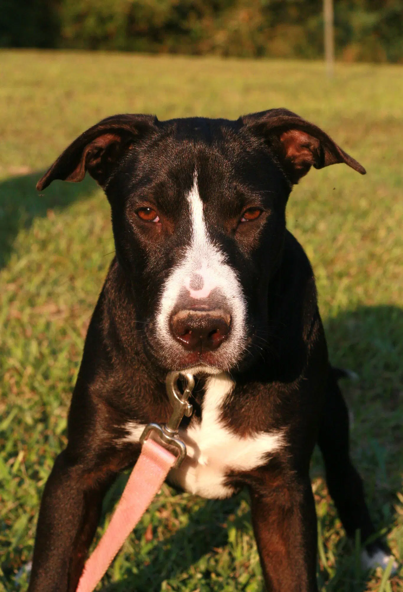 Colton - Labrador Retriever