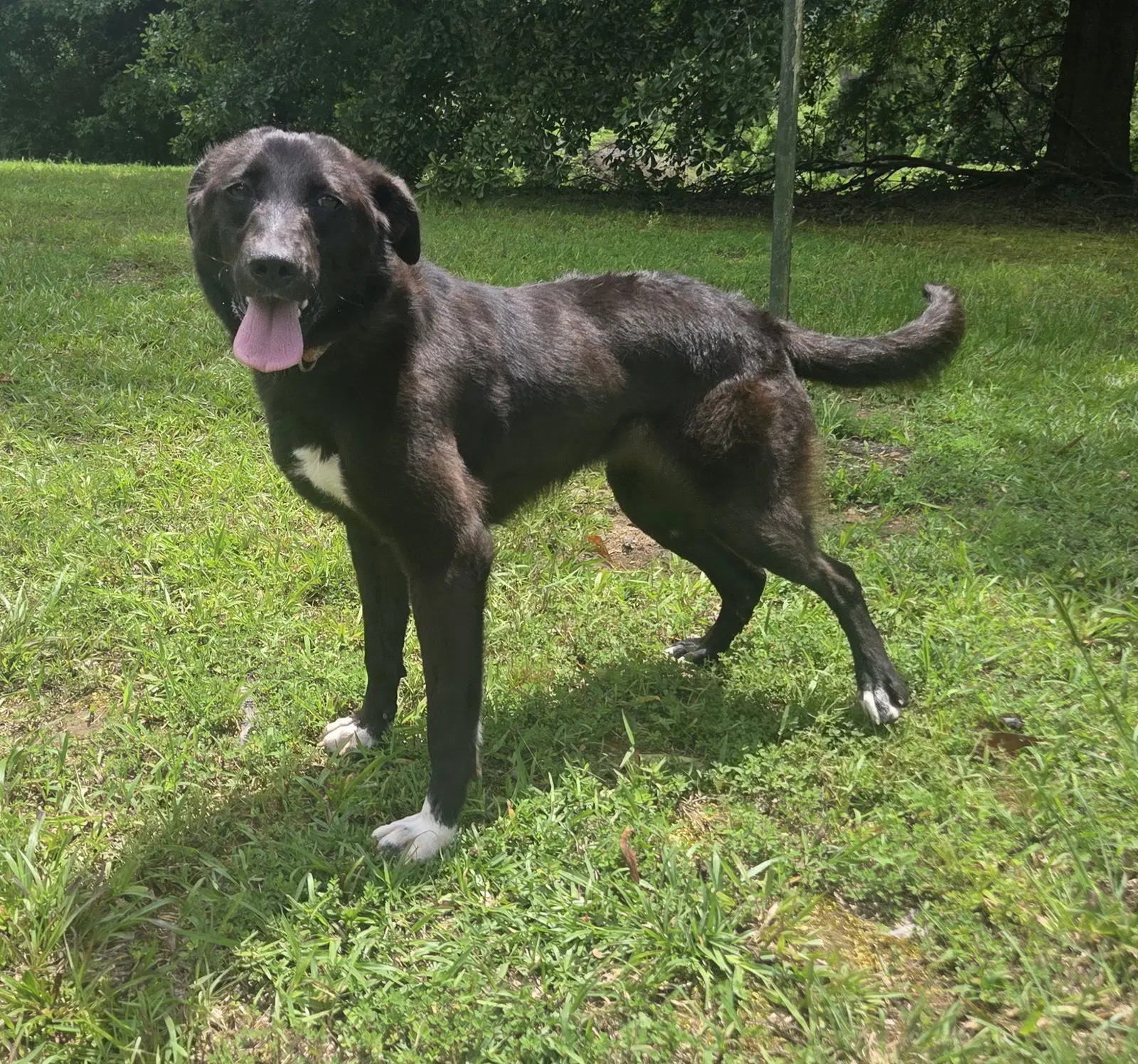 Daphne - Border Collie