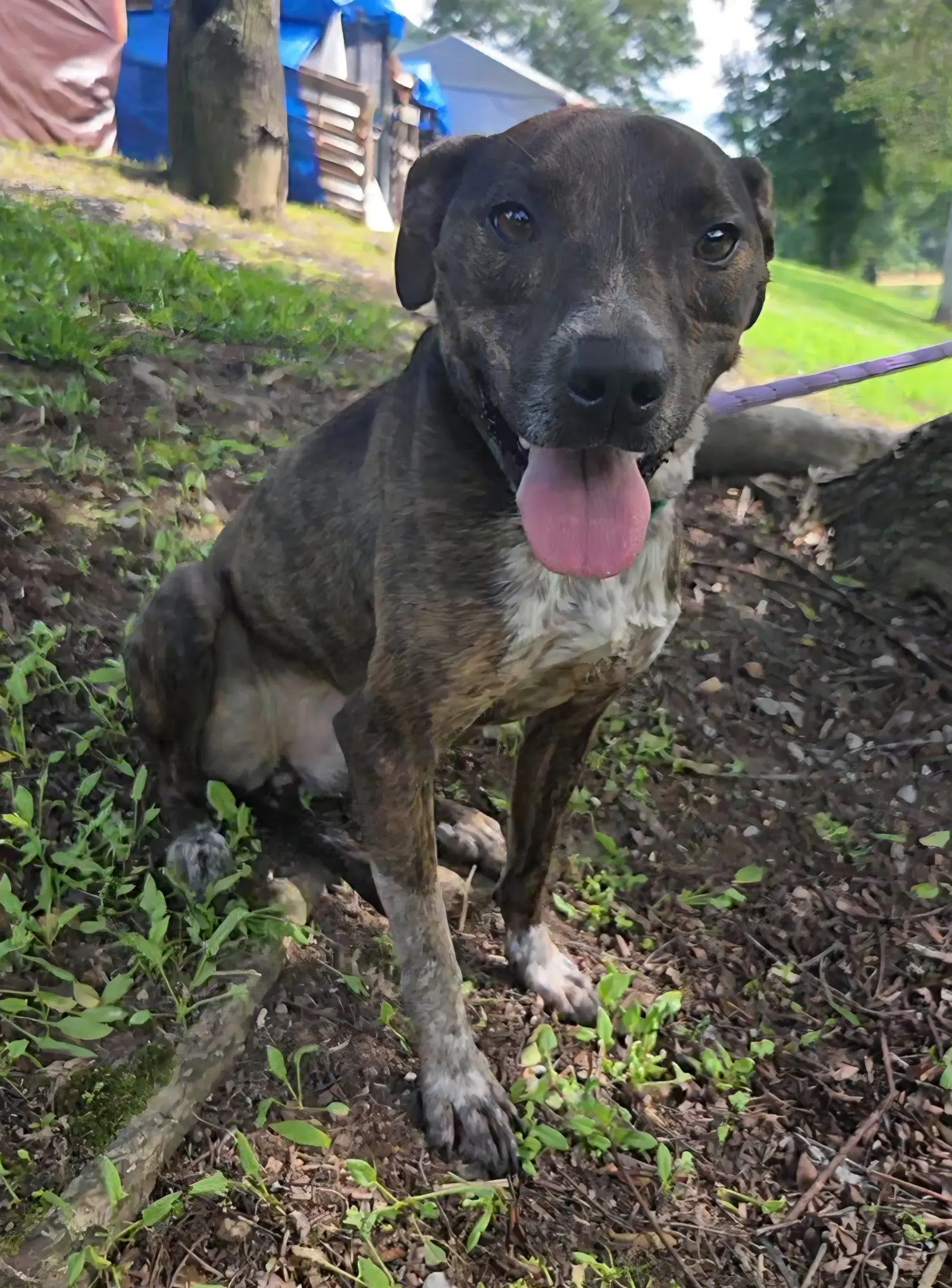 Mary Ellen - Mountain Cur