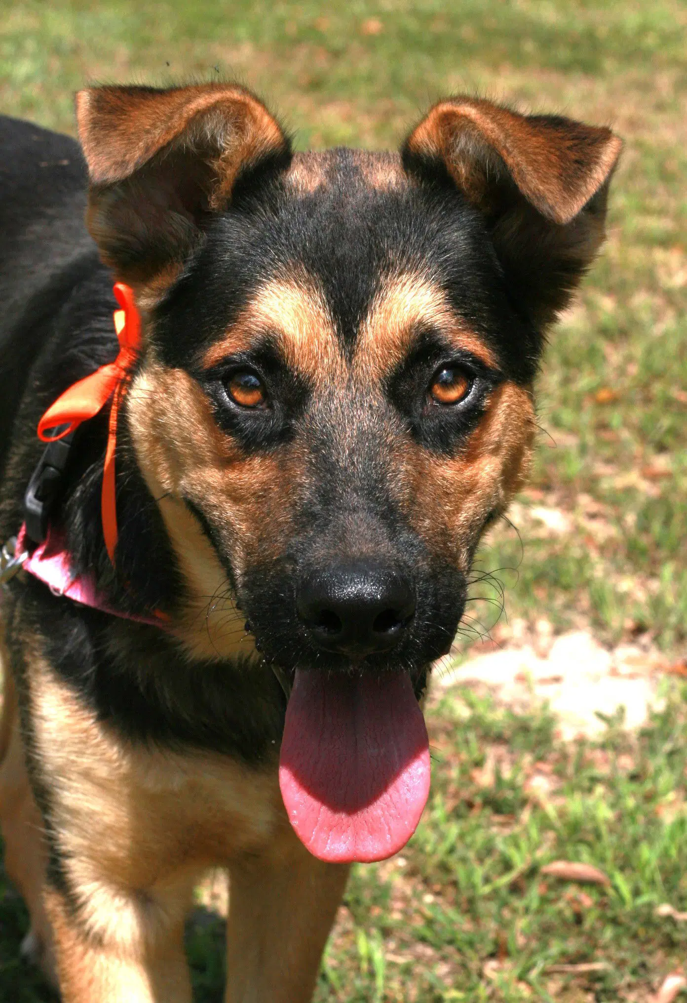 Verity - German Shepherd Dog