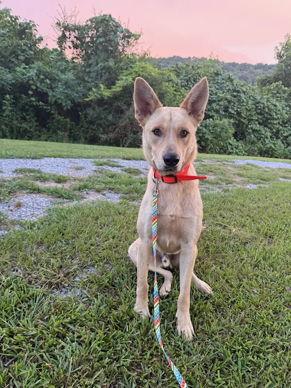 Wylie - German Shepherd Dog