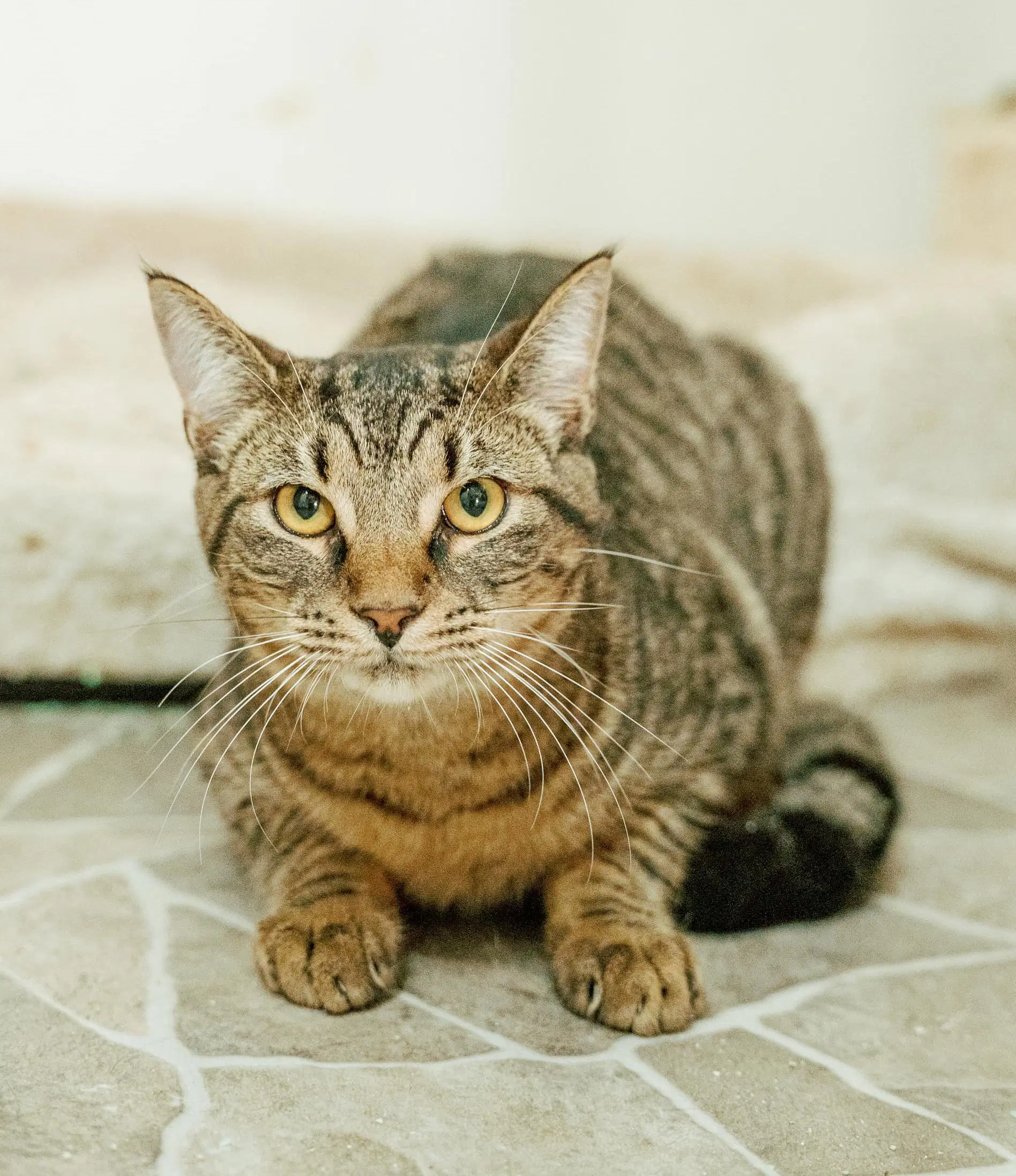 Bandit - Domestic Short Hair