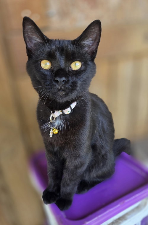 picture of the cat needing adoption