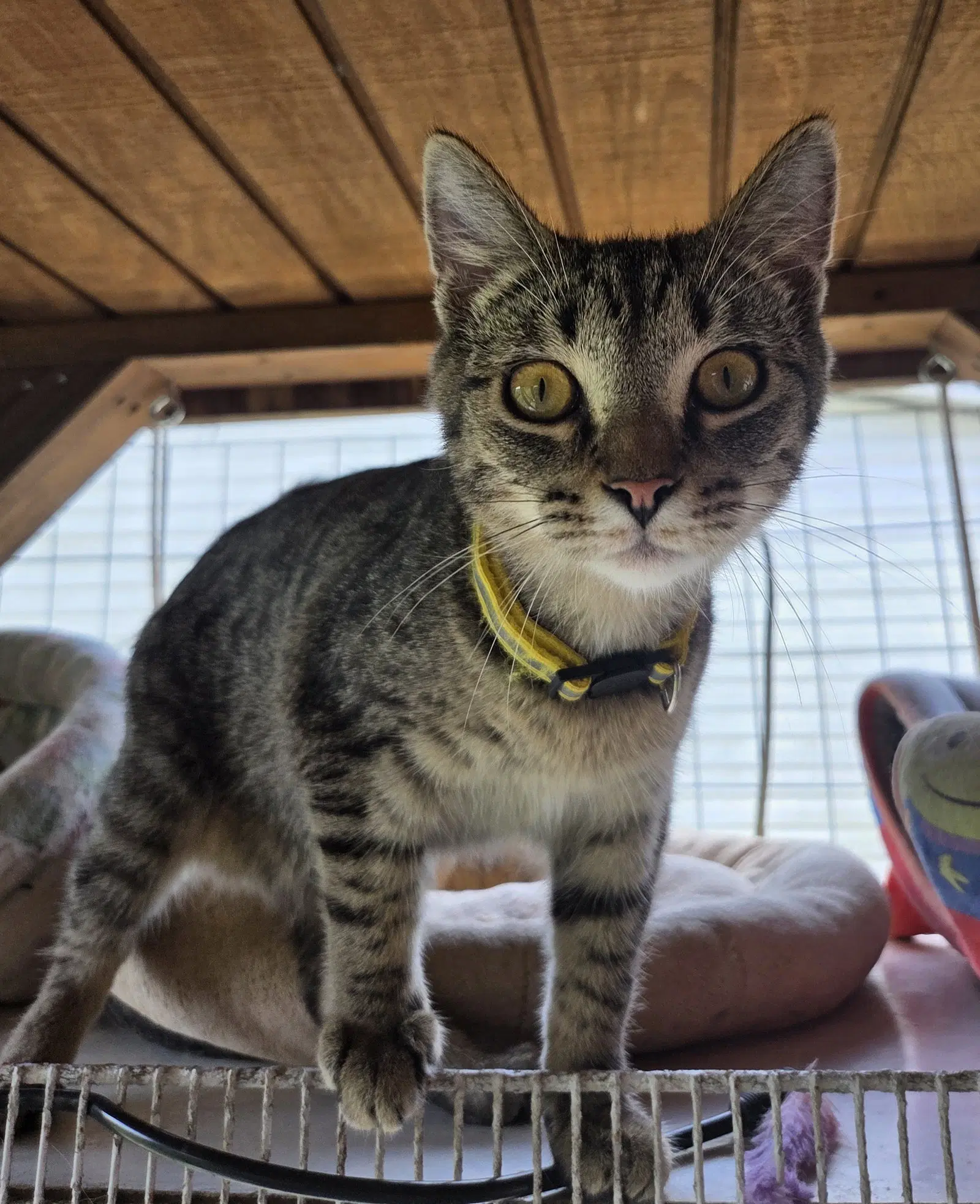 Wren - Tabby