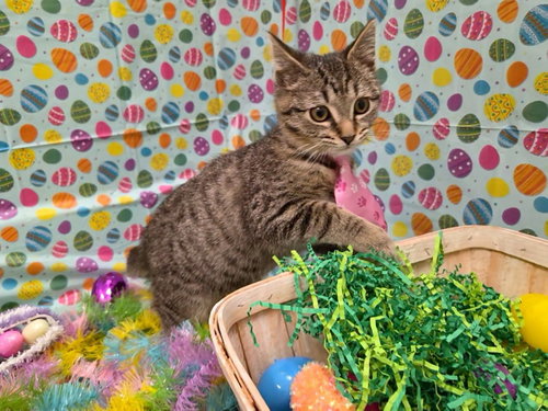Wren photo 9