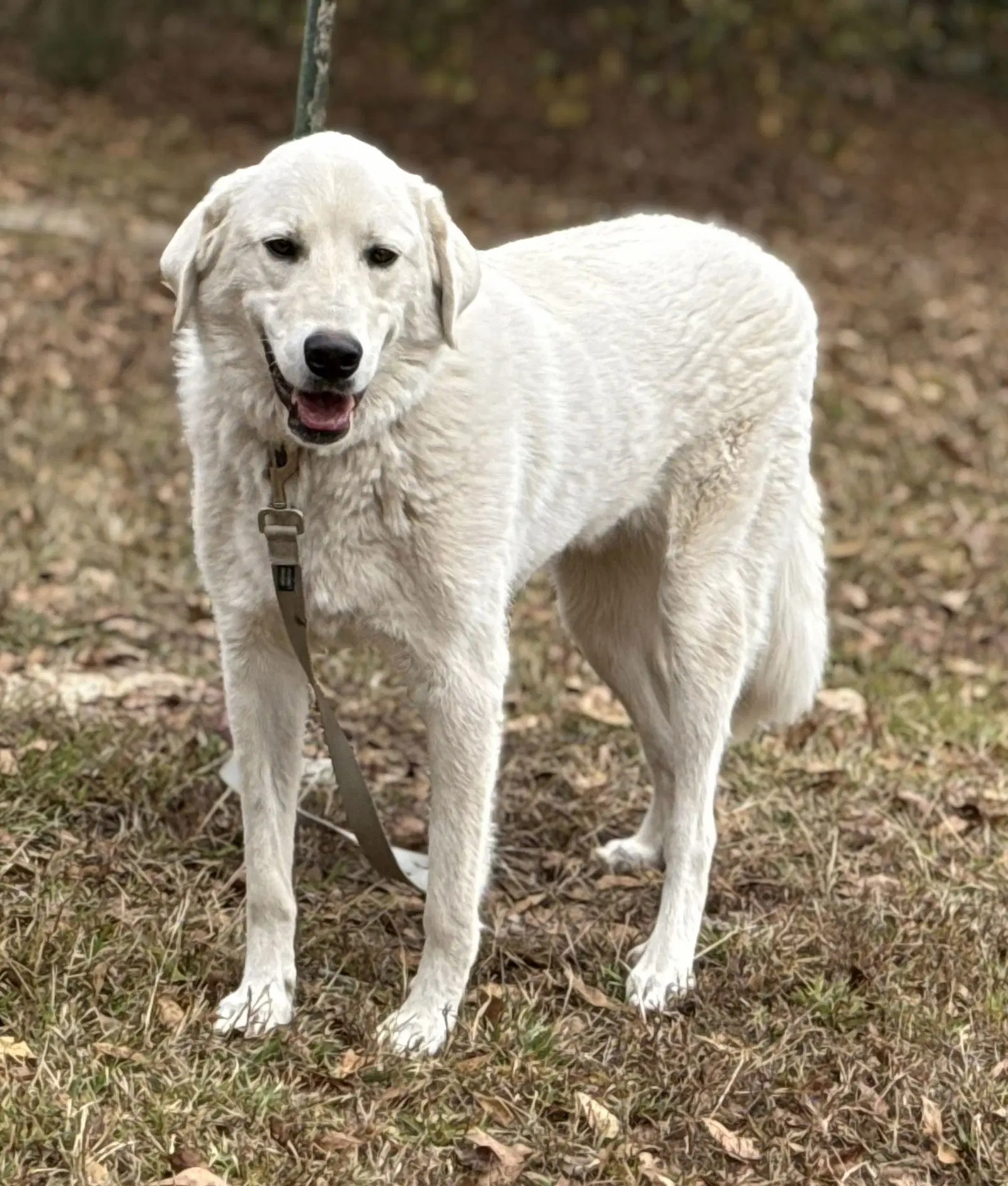 Doug - Great Pyrenees