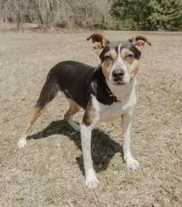 Daisey - Beagle