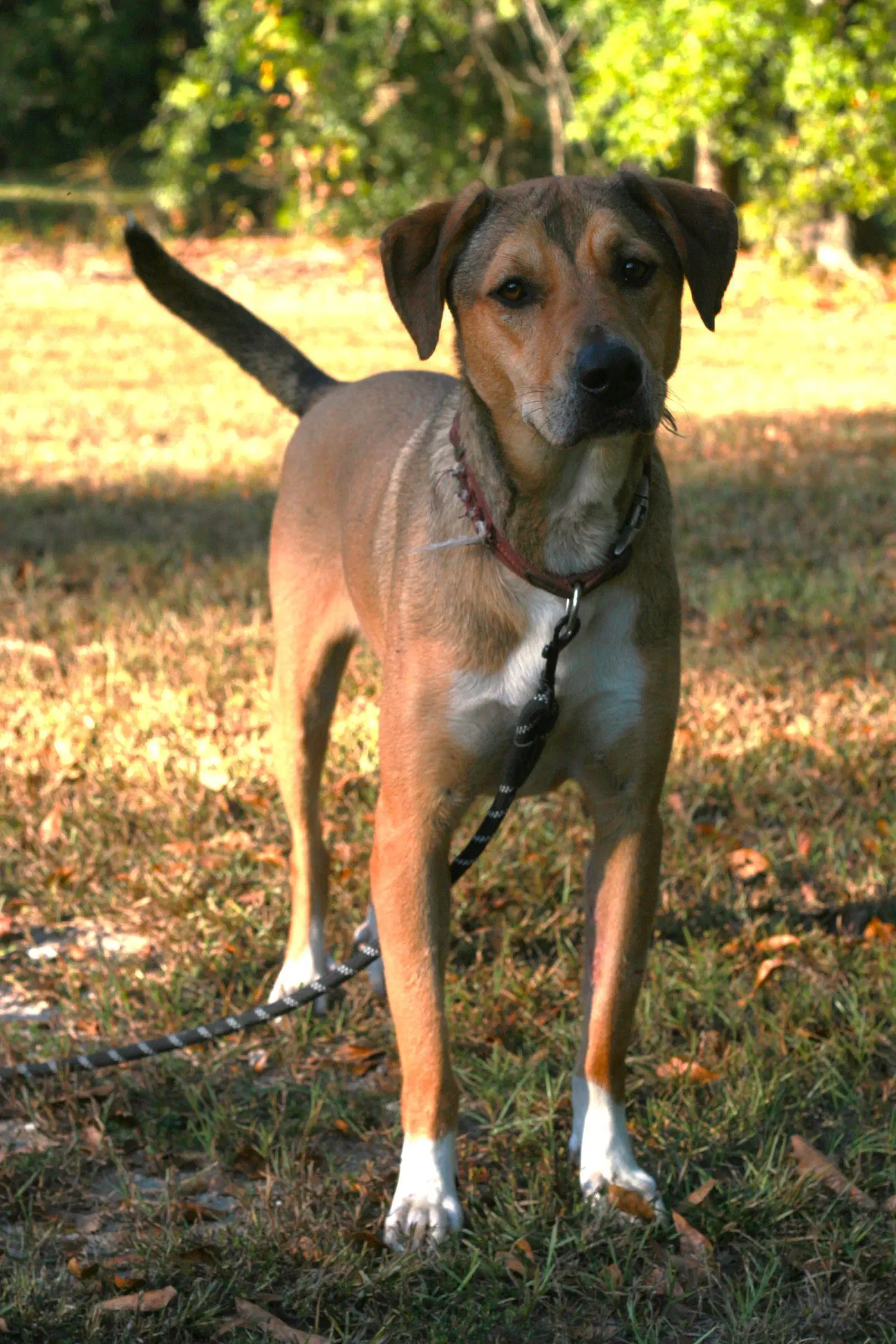Nora - German Shepherd Dog