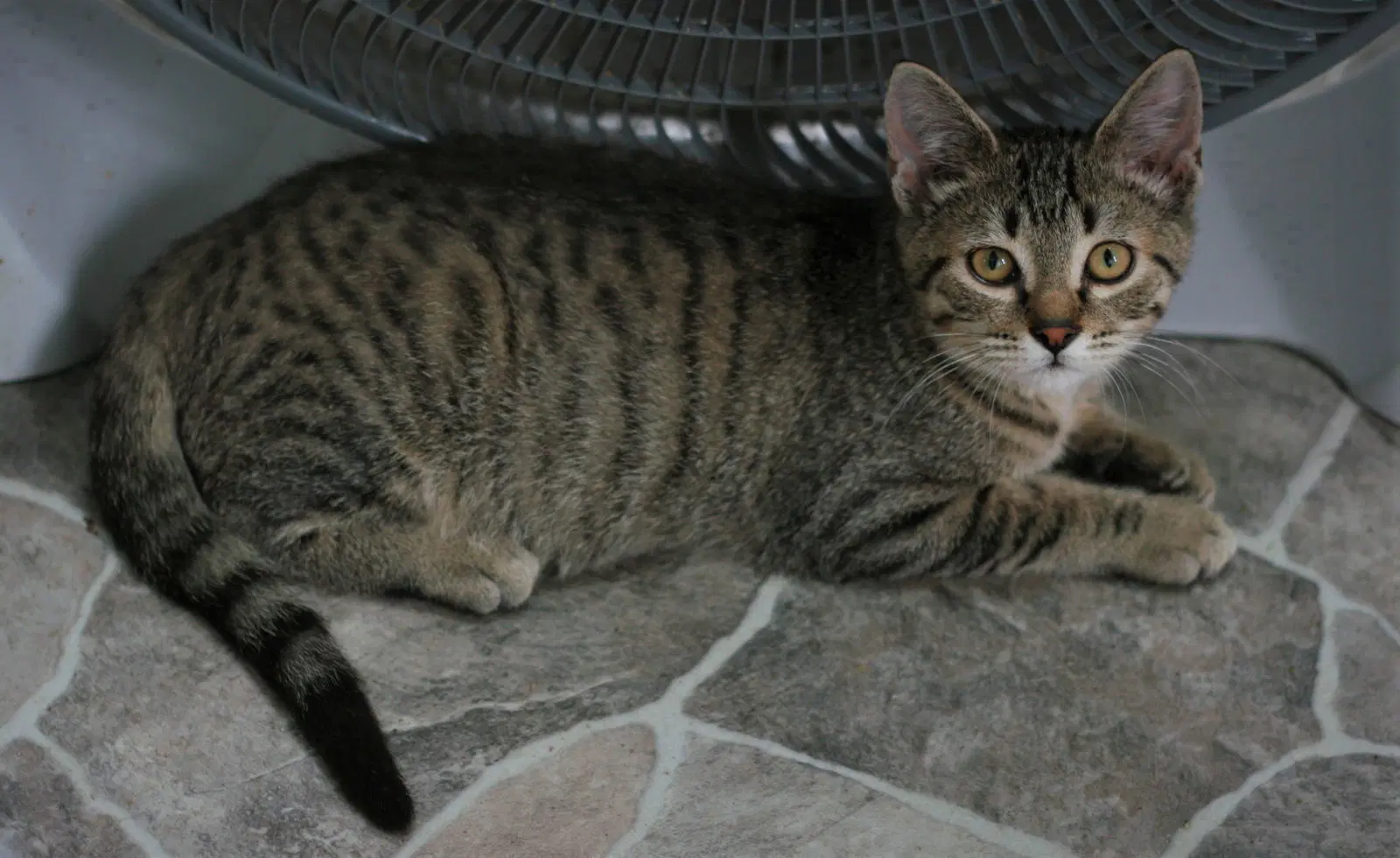 Chowder - Domestic Short Hair