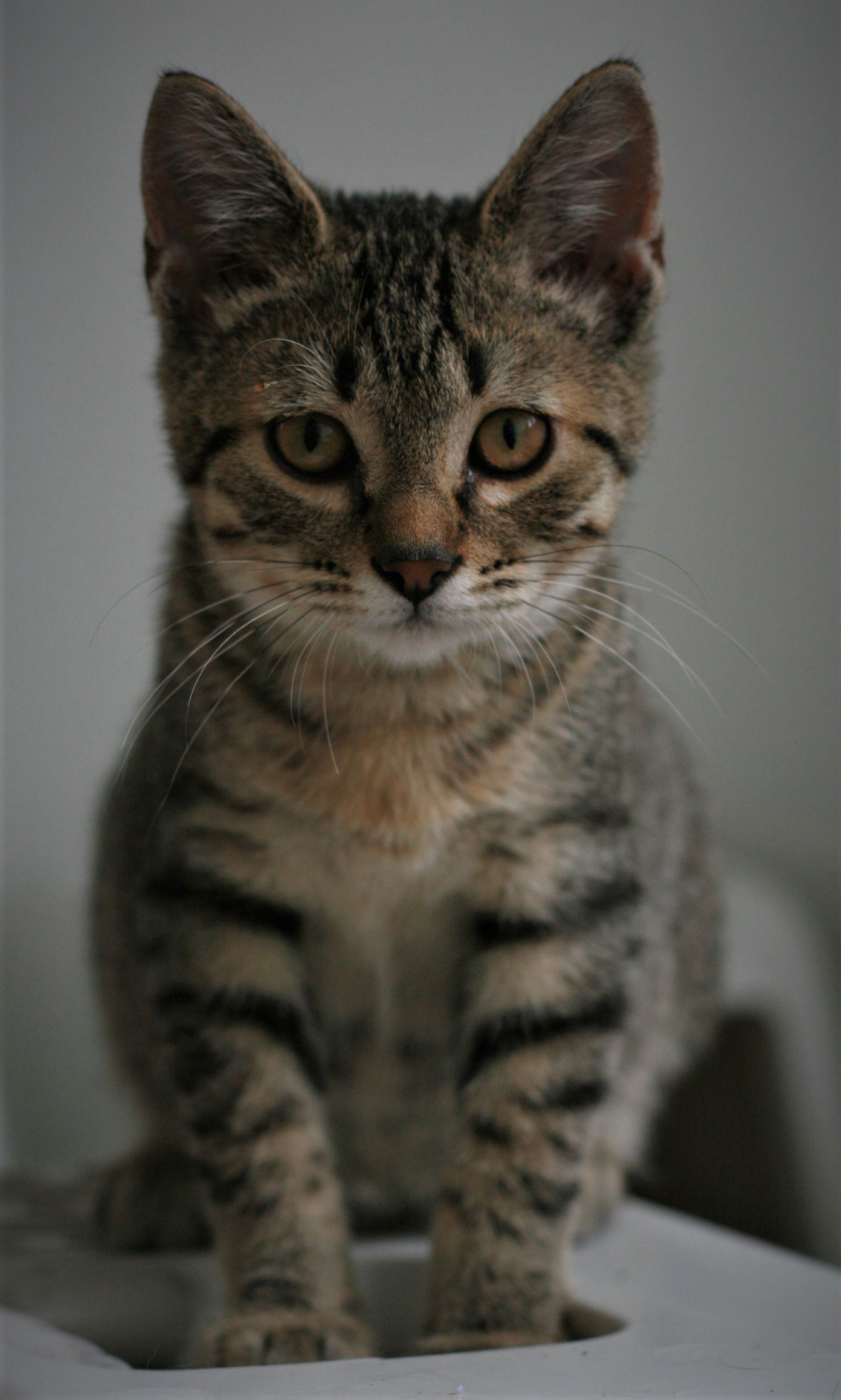 Chowder, photo 3