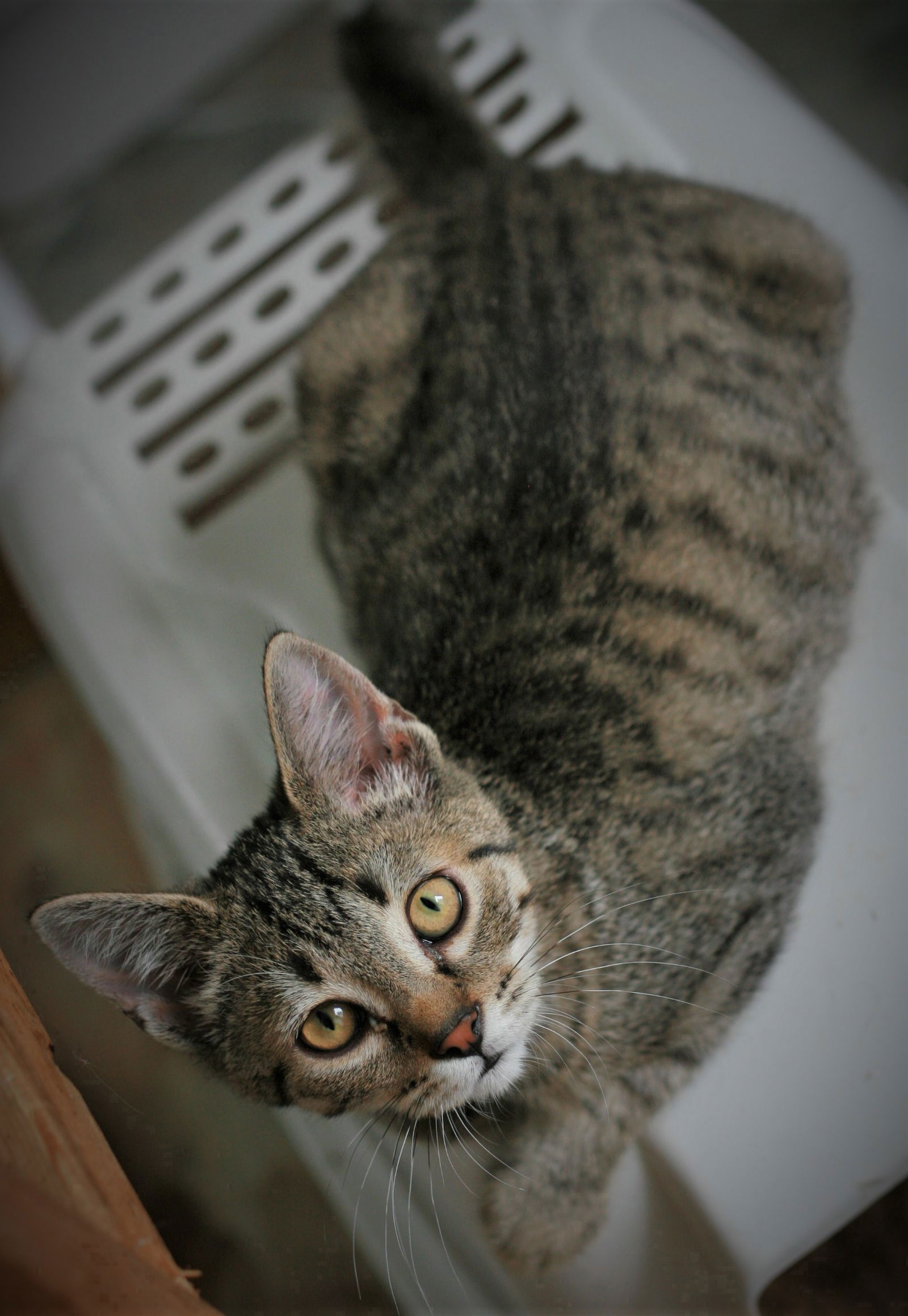 Chowder, photo 4